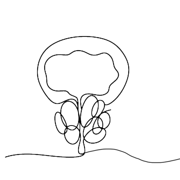 prosztata